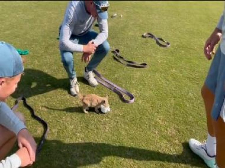 Watch: England’s Joe Root feeds kitten at Pindi Cricket Stadium ahead of first Test