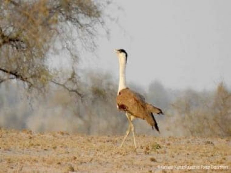 Supreme Court wants to save the Great Indian Bustard: How the bird became critically endangered