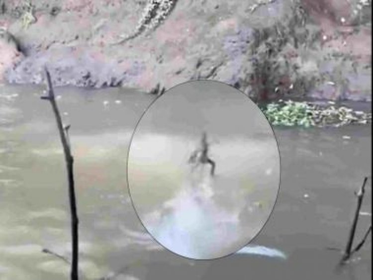 Watch video: 'Jesus lizard' walking on water stuns the bejesus out of users