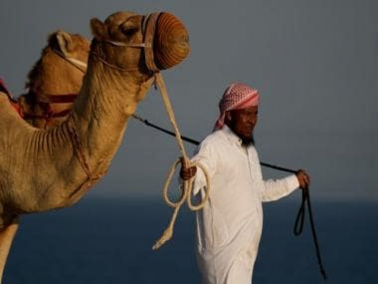 Camel Couture: Inside Qatar’s beauty pageant held for the long-legged animals