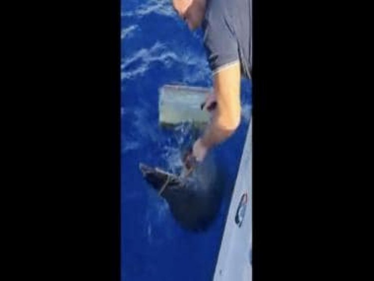 Fisherman detangles dolphin tied in nylon rope, internet says 'Great people still exist'
