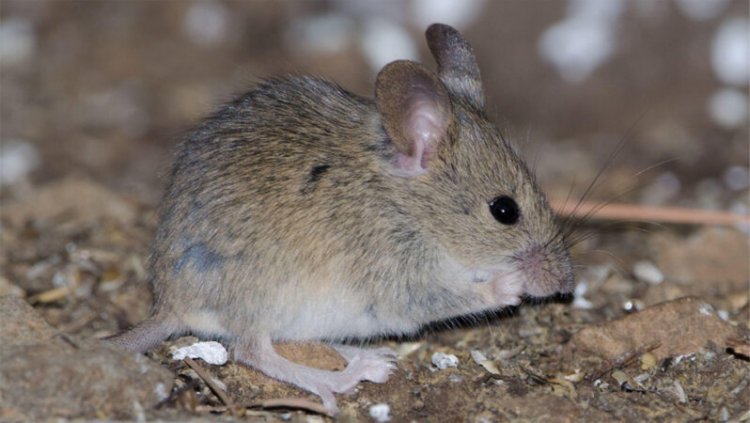 A natural gene drive could steer invasive rodents on islands to extinction