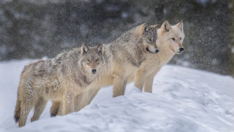 A parasite makes wolves more likely to become pack leaders