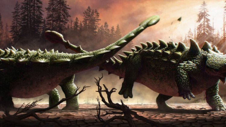 Armored dinos may have used their tail clubs to bludgeon each other