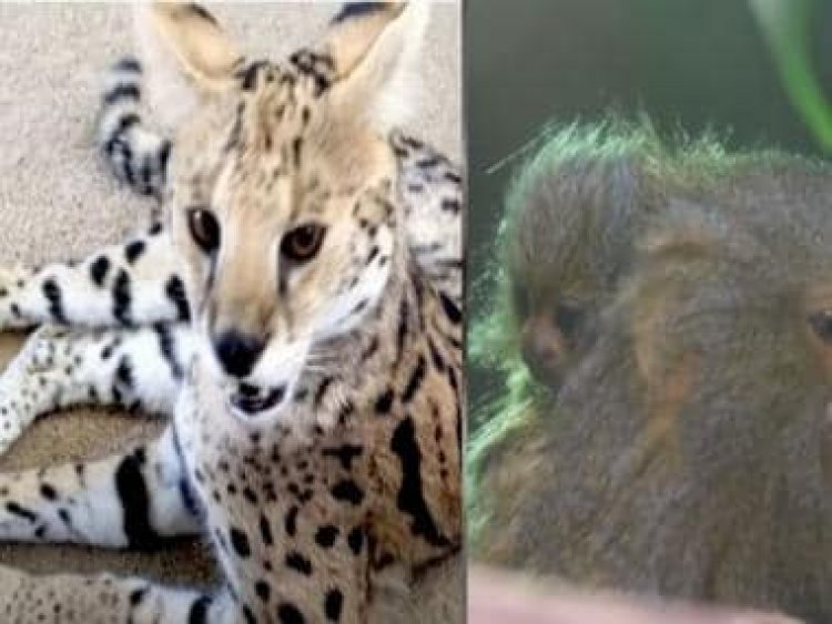 France: Four arrested for smuggling endangered animals; Servals, parrots, marmosets rescued