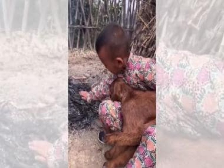 Kid warms up goat near fire in chilling weather, viral video wins hearts