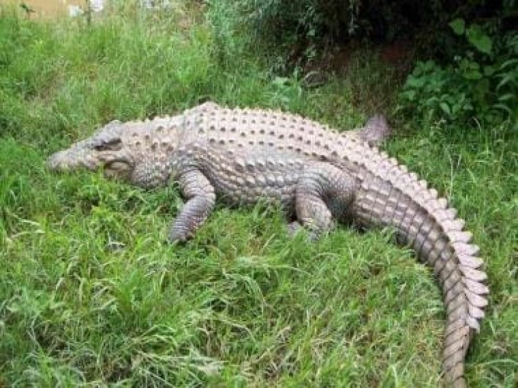 Viral video: Man dresses up as crocodile; tries teasing reptile