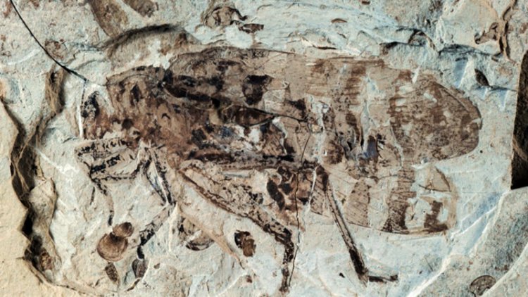 Katydids had the earliest known insect ears 160 million years ago