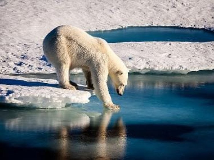 The Arctic is getting wetter: How shifting seasons will affect the wildlife and ecosystem