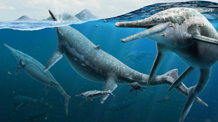Mysterious ichthyosaur graveyard may have been a breeding ground