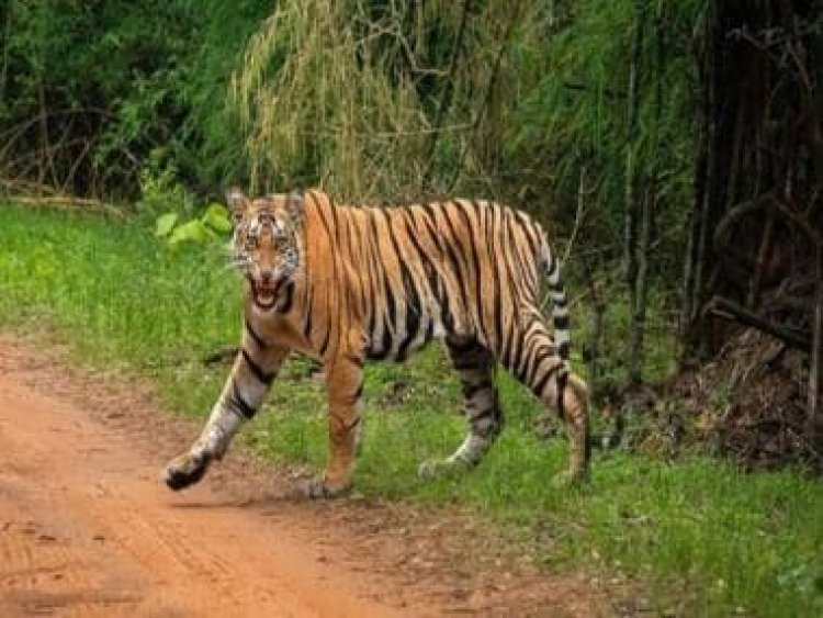 Watch: Bike riders encounter tiger on road; here's what happened next