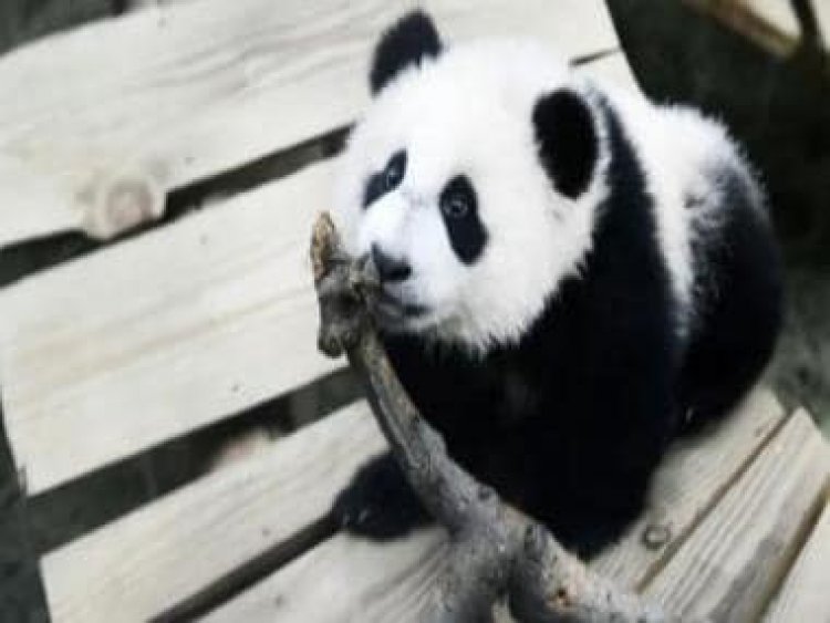 Fan Xing, Netherlands’ first male giant panda turns out to be female