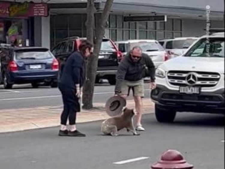 Watch: Adorable yet stubborn Koala refuses to move, causes momentary traffic congestion