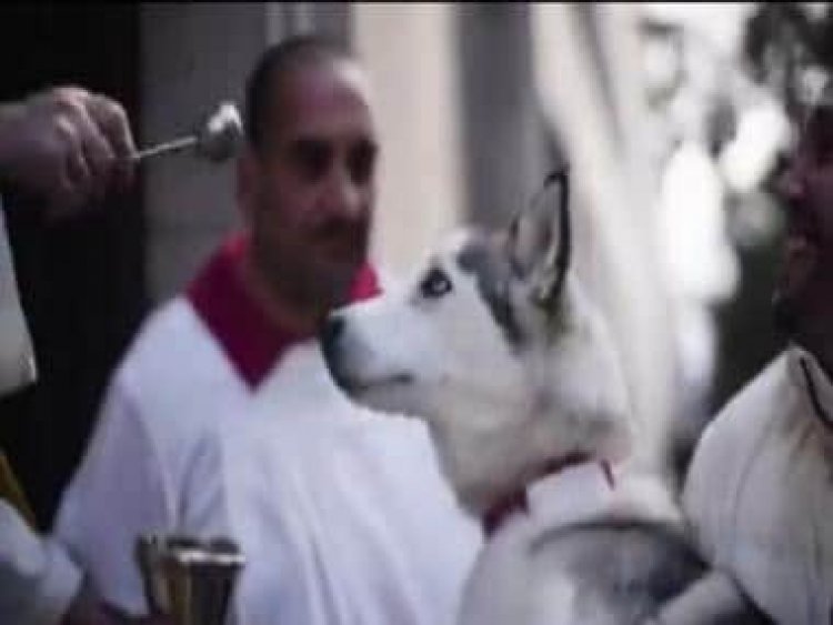 Viral video: Thousands gather in Spain to get their pets blessed on Day of St Anthony