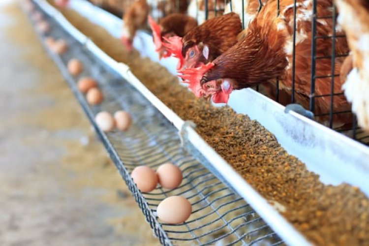 The Unique Way One Family Is Using to Solve High Egg Prices
