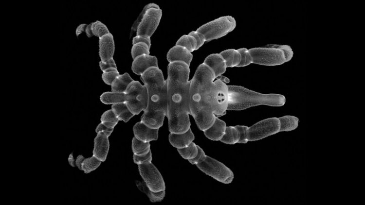 Some young sea spiders can regrow their rear ends