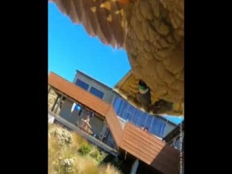 Watch: Parrot creates 'stunning' aerial video after stealing tourist family's GoPro in New Zealand