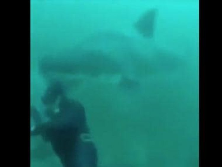 Watch: Scary encounter between diver and shark under seawater terrifies internet