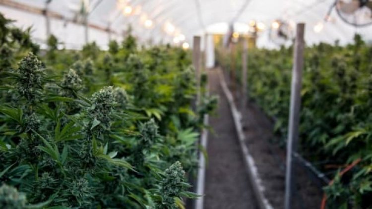 US Government Makes a Decision on CBD