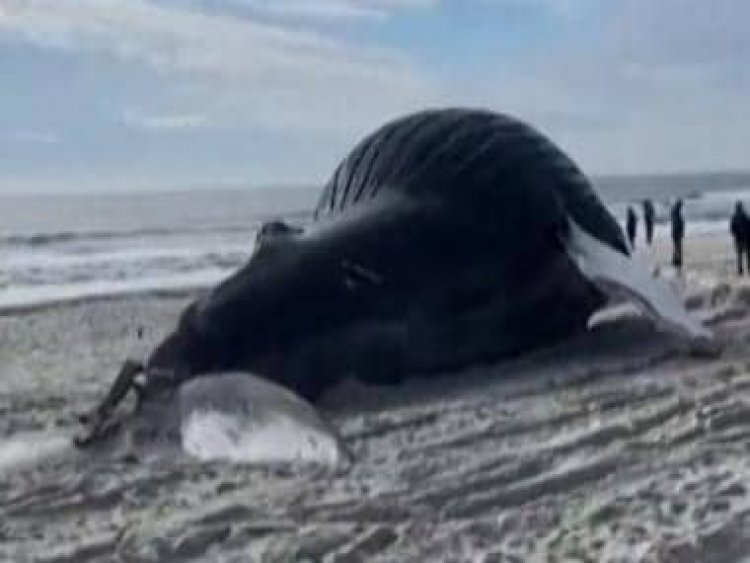 Viral video: 41-feet-long humpback whale washes ashore New York beach