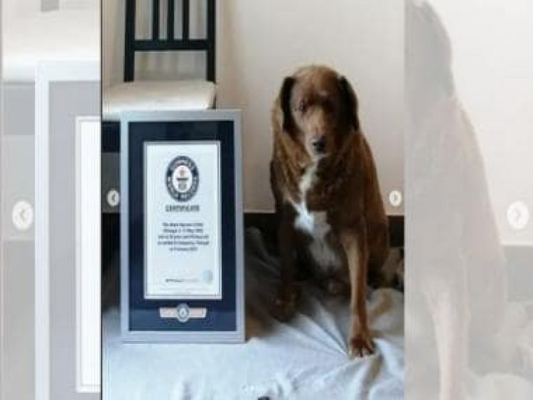 Guinness World Record: 30-year-old Bobi becomes oldest dog in world