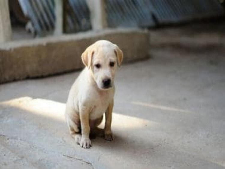 Viral video shows youngsters abusing puppy in Uttar Pradesh’s Bareilly, netizens demand action