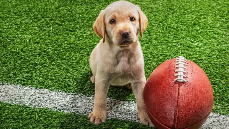 Forget Fox's Super Bowl! Sunday's Real Dog Fight is On HBO