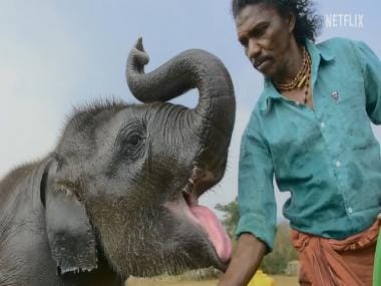 Here's why Netflix's The Elephant Whisperers is one of the most significant stories recognized by the Oscars