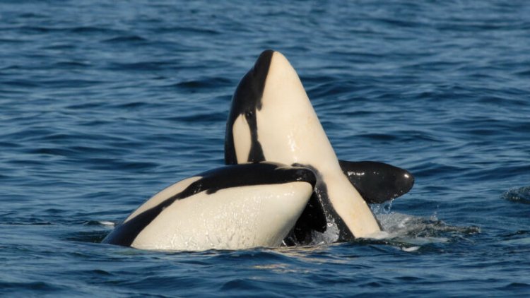 Orca moms baby their adult sons. That favoritism pays off — eventually