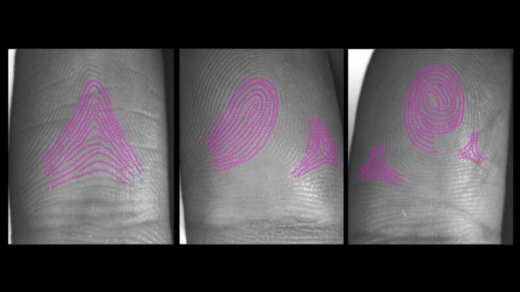 How fingerprints form was a mystery — until now