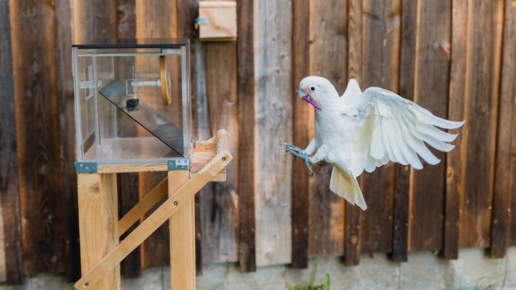 Cockatoos can tell when they need more than one tool to swipe a snack