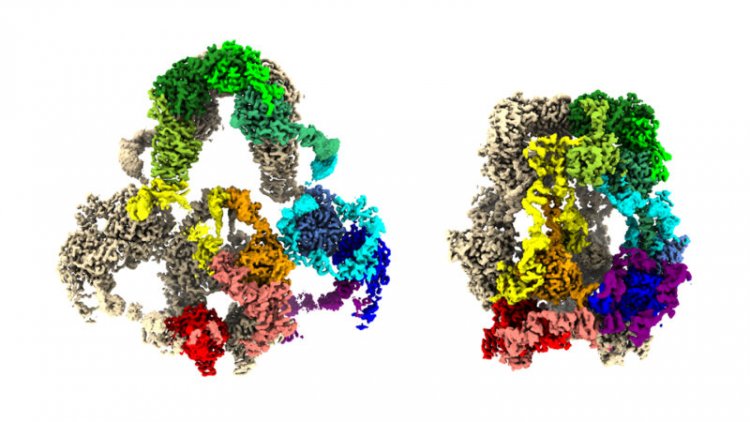 3-D maps of a protein show how it helps organs filter out toxic substances