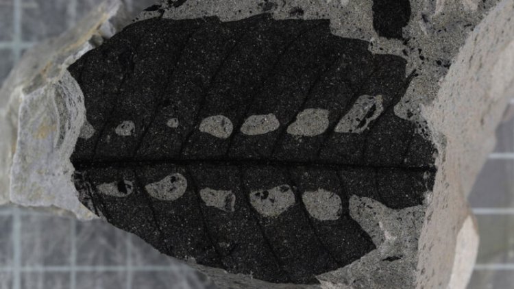 Insect bites in plant fossils reveal leaves could fold shut millions of years ago