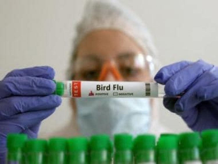 Bird flu kills girl in Cambodia, others fall sick: Is this the beginning of a new pandemic?
