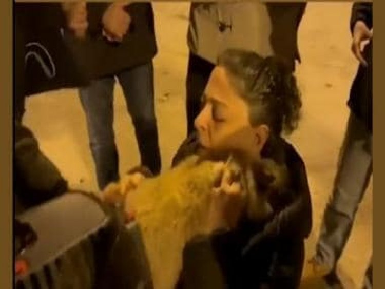 Watch: Owners reunite with their cats in Turkey after earthquake, leave internet emotional