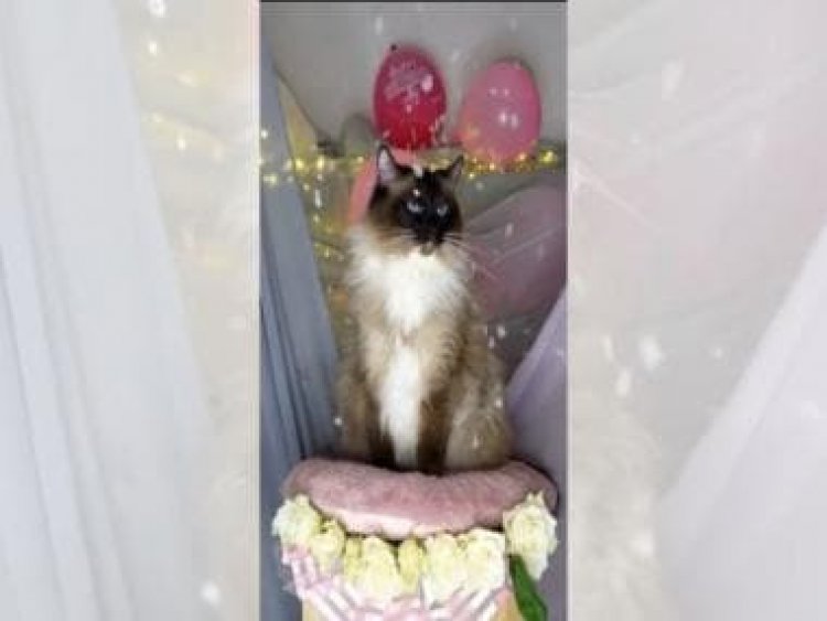 Watch: Women surprise their cat with birthday party in adorable video