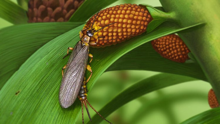 The oldest known pollen-carrying insects lived about 280 million years ago
