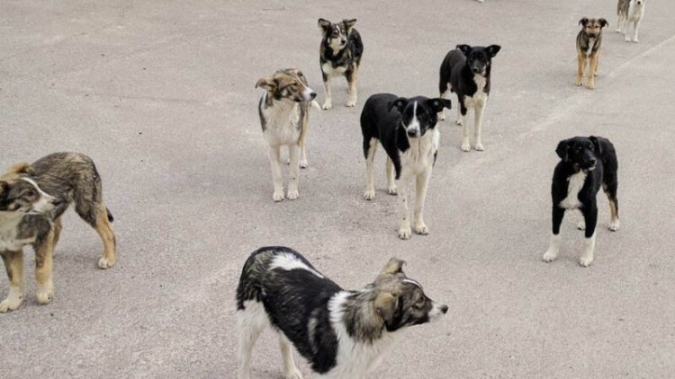 What the first look at the genetics of Chernobyl’s dogs revealed