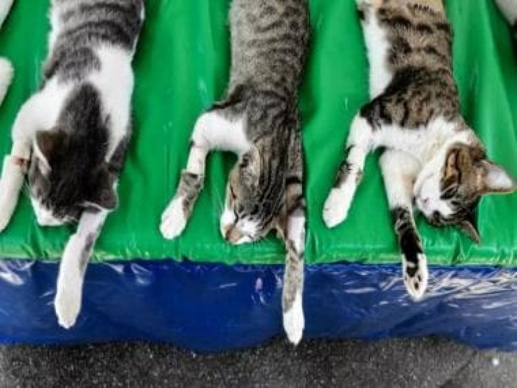 Severed Head, Mutilated Bodies: How grisly cat killings have Japan on edge