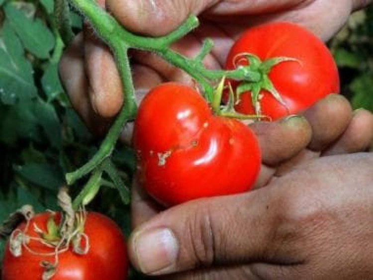 How 'ugly' vegetables and fruits can tackle the problem of food wastage