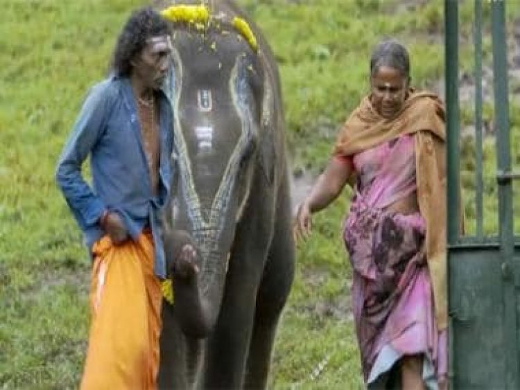 'The documentary's Oscar win has brought cheer in Mudumalai...', says The Elephant Whisperers' Bellie Amma