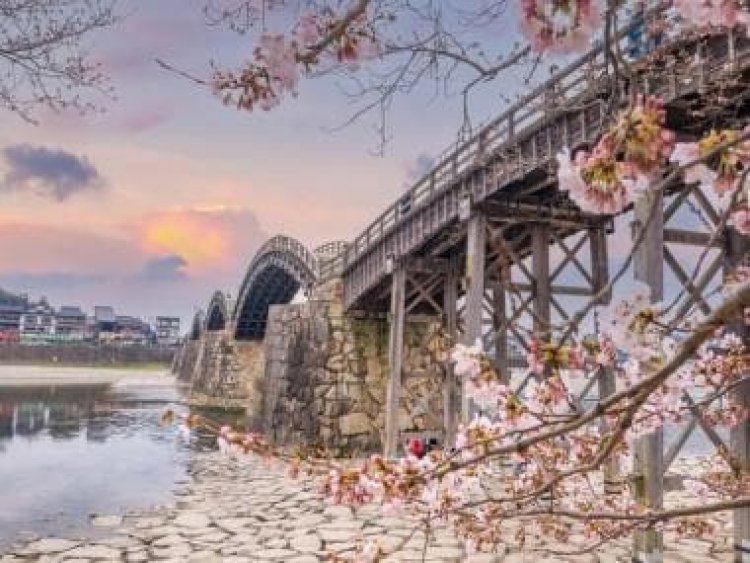 Stunning pictures of cherry blossoms in Japan win hearts on social media