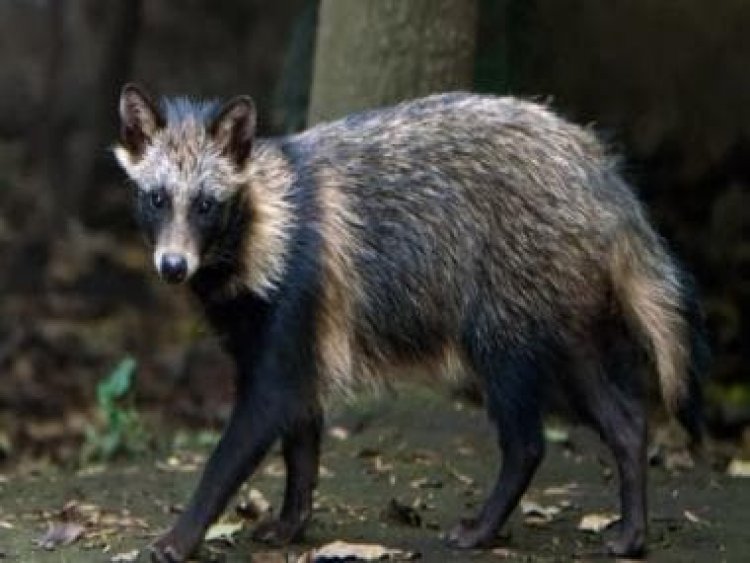 New Covid origins data suggests Covid-19’s origins to raccoon dogs at Wuhan market
