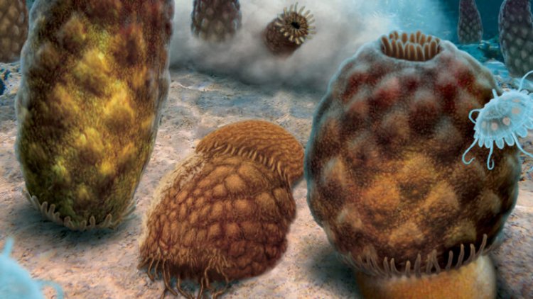 310-million-year-old fossil blobs might not be jellyfish after all