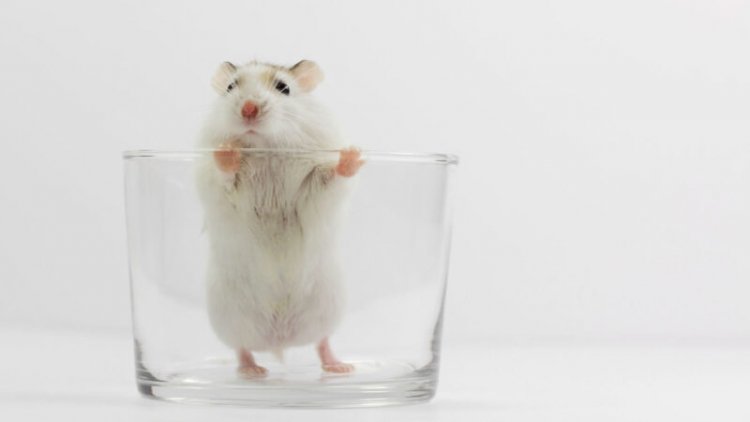 A hormone shot helped drunk mice sober up quickly