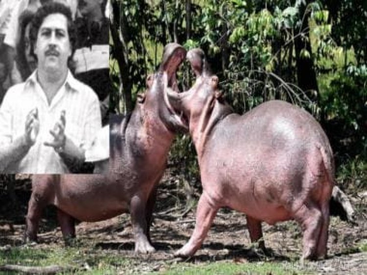 Cocaine tycoon Pablo Escobar's pet hippos find home in India