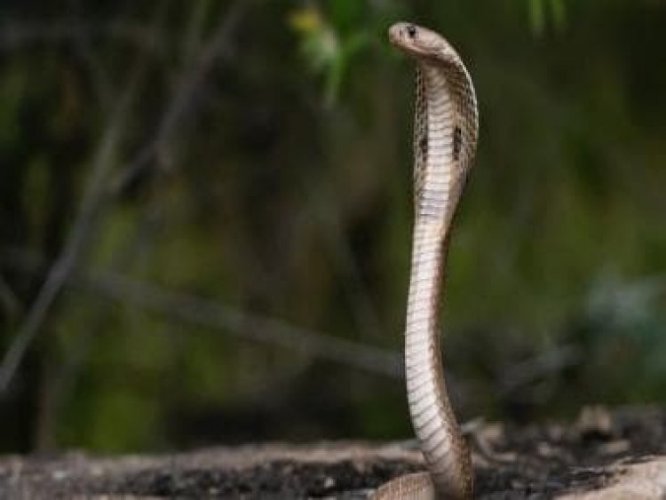 Deadly cobra in cockpit forces South African pilot to make emergency landing