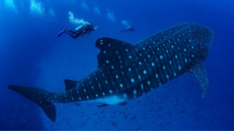 ‘Jet packs’ and ultrasounds could reveal secrets of pregnant whale sharks
