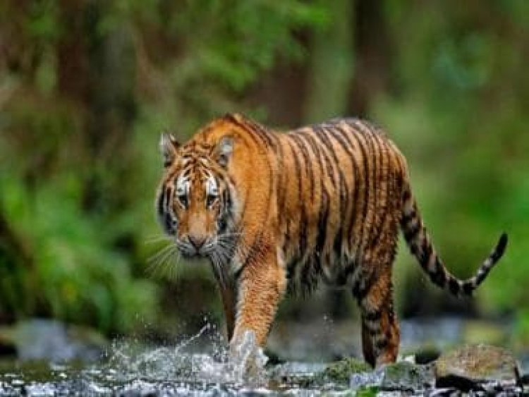 PM Modi releases latest tiger census figures, number grows to 3,167 in 2022