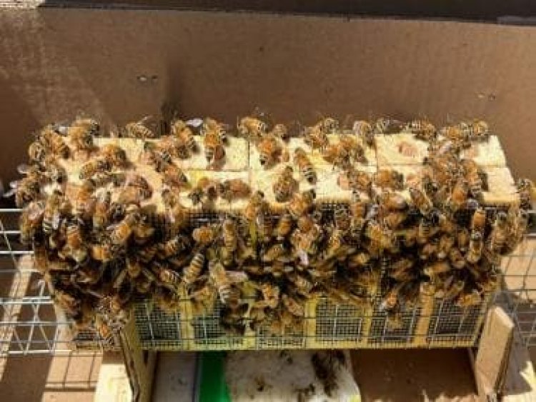California long rainy winters hit beekeepers, but could be a good year for honey